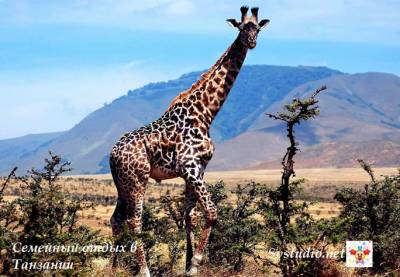 Национальный парк Танзании для семейного отдыха